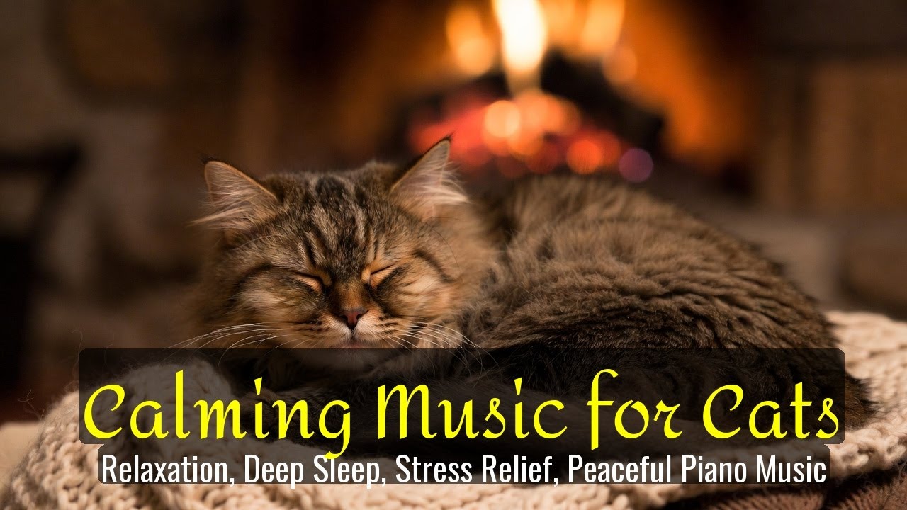 LIVE Relaxing Cat Sleep Stream for Deep Focus 😴 | Season 84