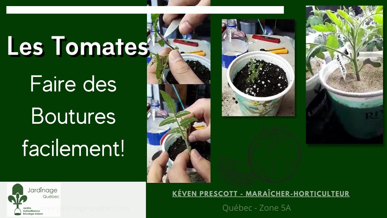 COMMENT BOUTURER LES PLANTS DE TOMATES