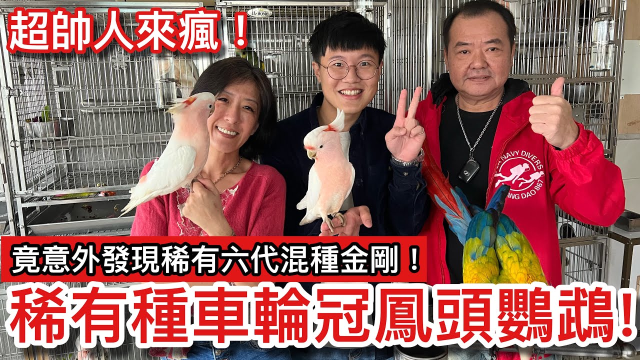 大秘寶！小車輪巴丹寶寶成長之後顏色「大轉變」？少男少女「為之瘋狂」的粉紅稀有物種「米契爾少校鳳頭鸚鵡」！豪華頂級鸚鵡餐令人口水直流！【鸚鵡小木屋】ft.金艷桃與賤婢的日常｜本集無業配