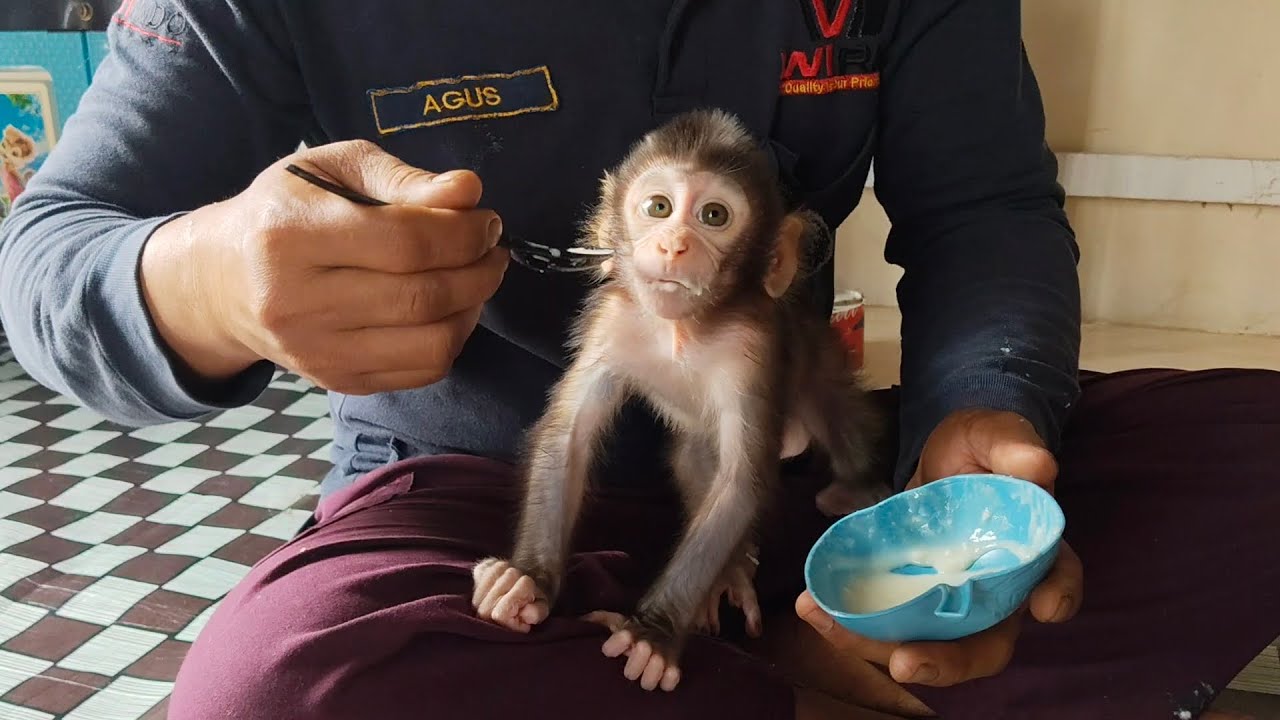 Oh my gosh, it's so hard to feed Boni's baby monkey🥵🥵😰