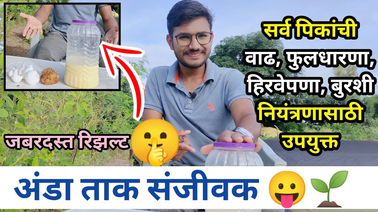 सर्व पिकांची वाढ फुलधारणा हिरवेपणा बुरशी नियंत्रणासाठी उपयुक्त अंडा ताक संजीवक /homemade tonic plant