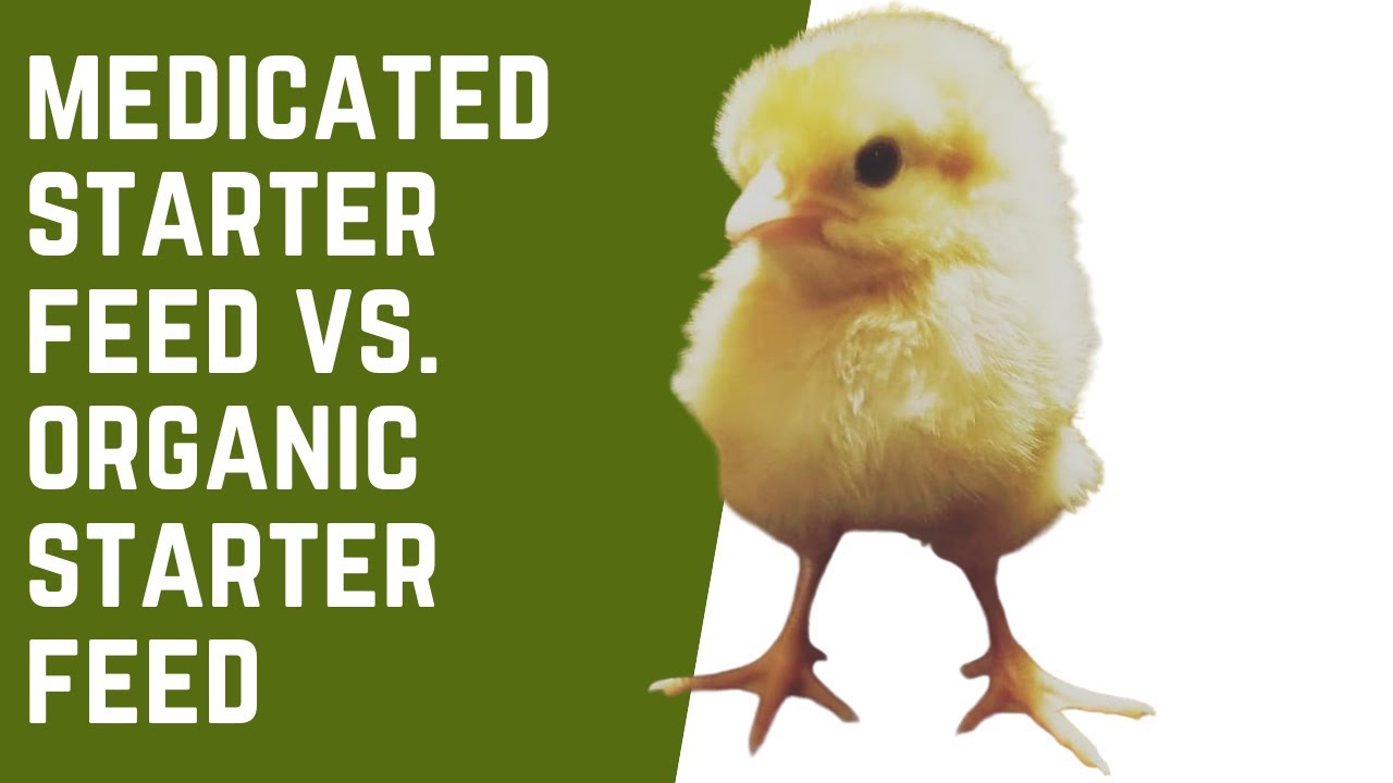 Chick starter feed - medicated or organic?