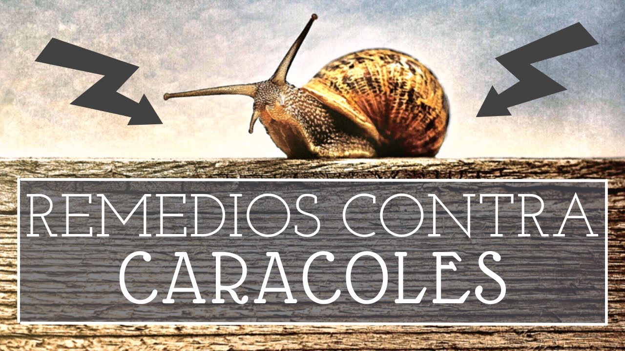 Los MEJORES REMEDIOS contra CARACOLES y BABOSAS 🐌🚫