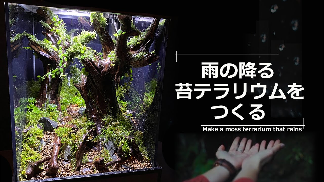 Creating a Rain Terrarium