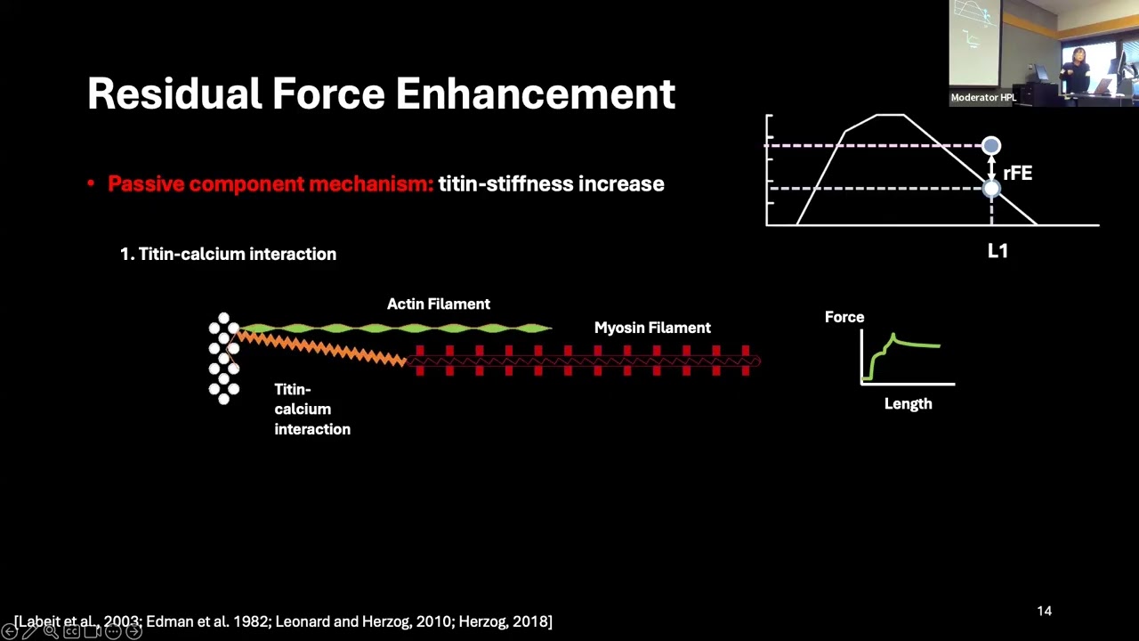 How to increase muscle strength: the Role of Residual Force Enhancement by Phd. Can. Shuyue Liu