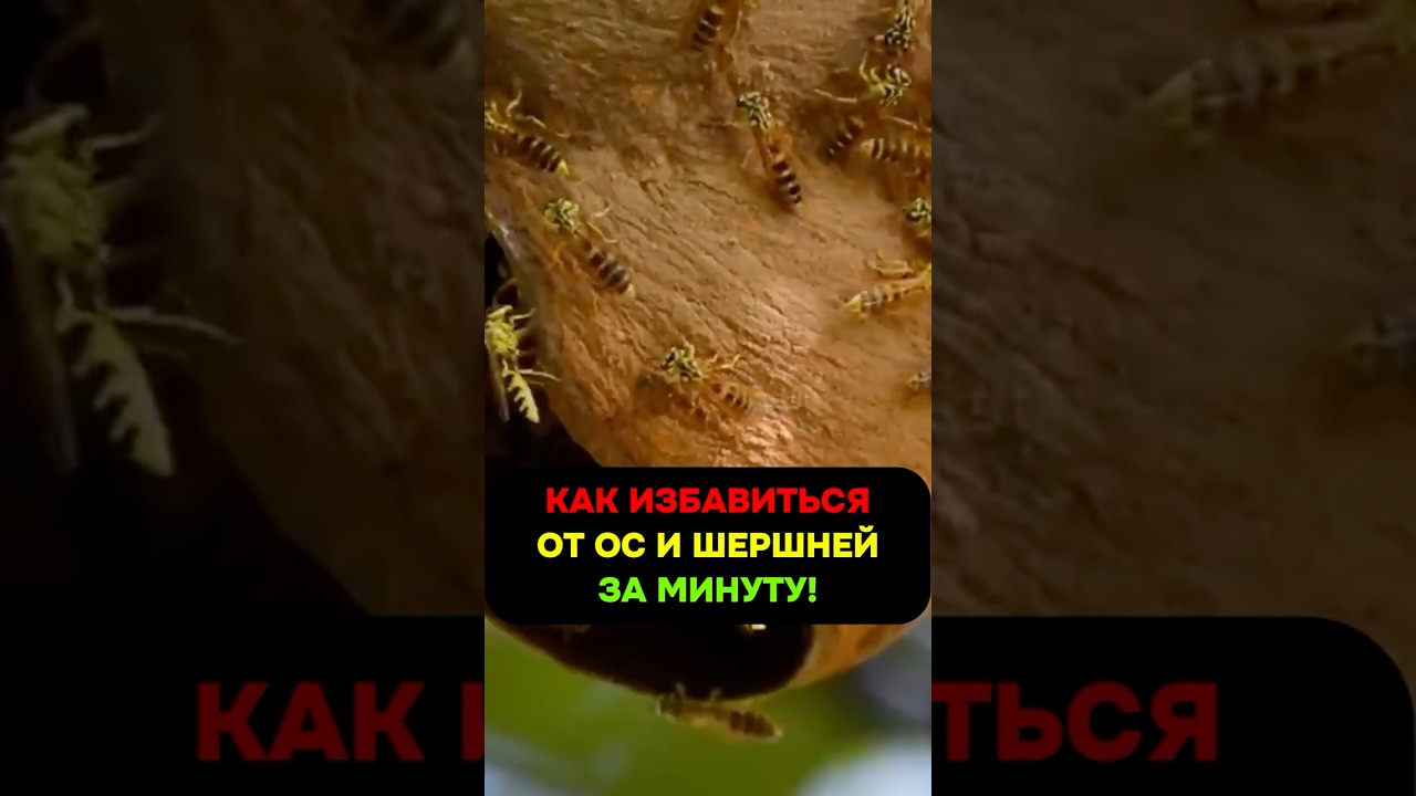 Как избавиться от ос и шершней надолго &mdash; без риска и суеты #дача #сад #насекомые #осы #шершни