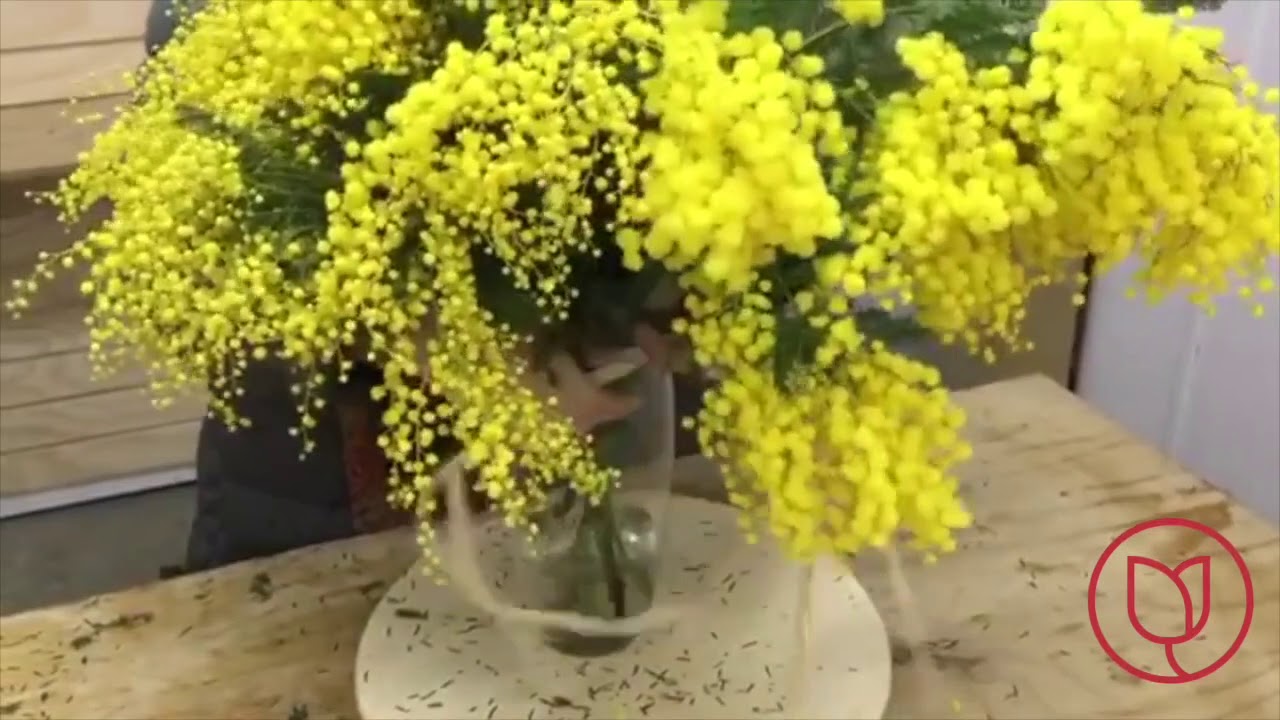 Tutorial mimosa
