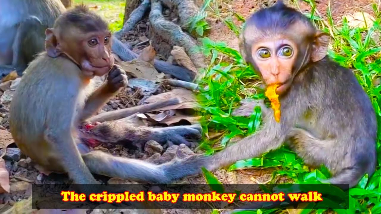 The baby monkey was disabled and the mother monkey could only stand helplessly beside her child.