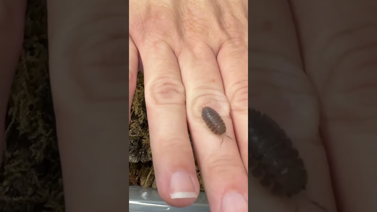 Giant canyon isopod 🏔️ 🏔️ #isopods #isopod #rolypoly #bioactive #terrarium