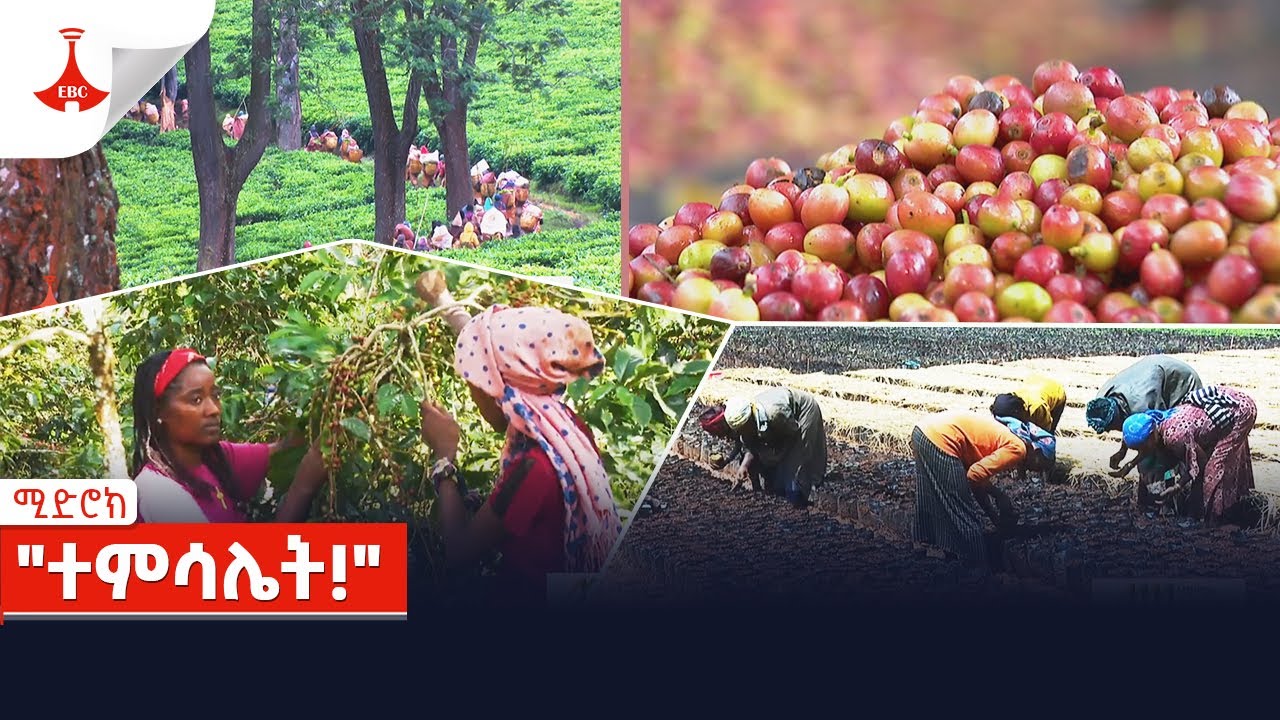 ሚድሮክ | 