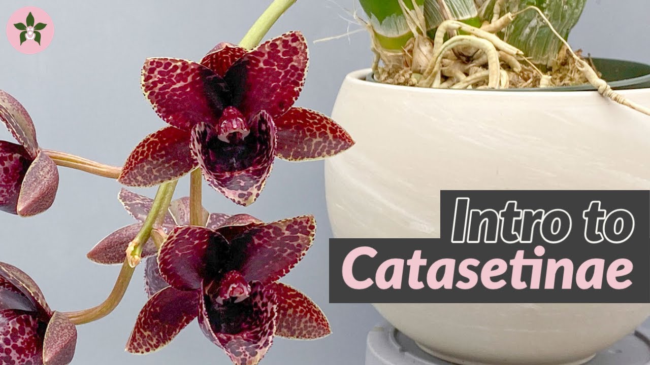 Basics of Catasetum
