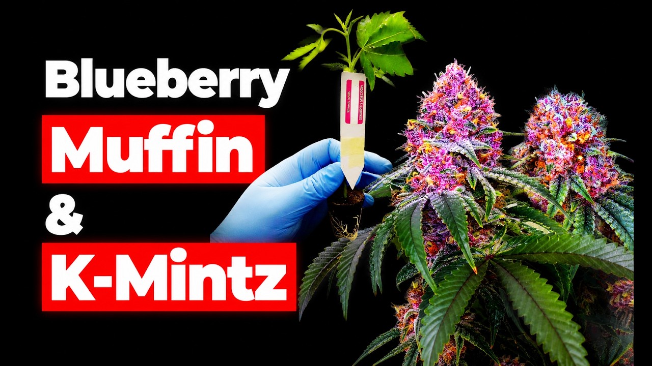Steckling bis zur Ernte | Living Soil - Blueberry Muffin & K-Mintz von MannyT auf 1,2m x 1,2m