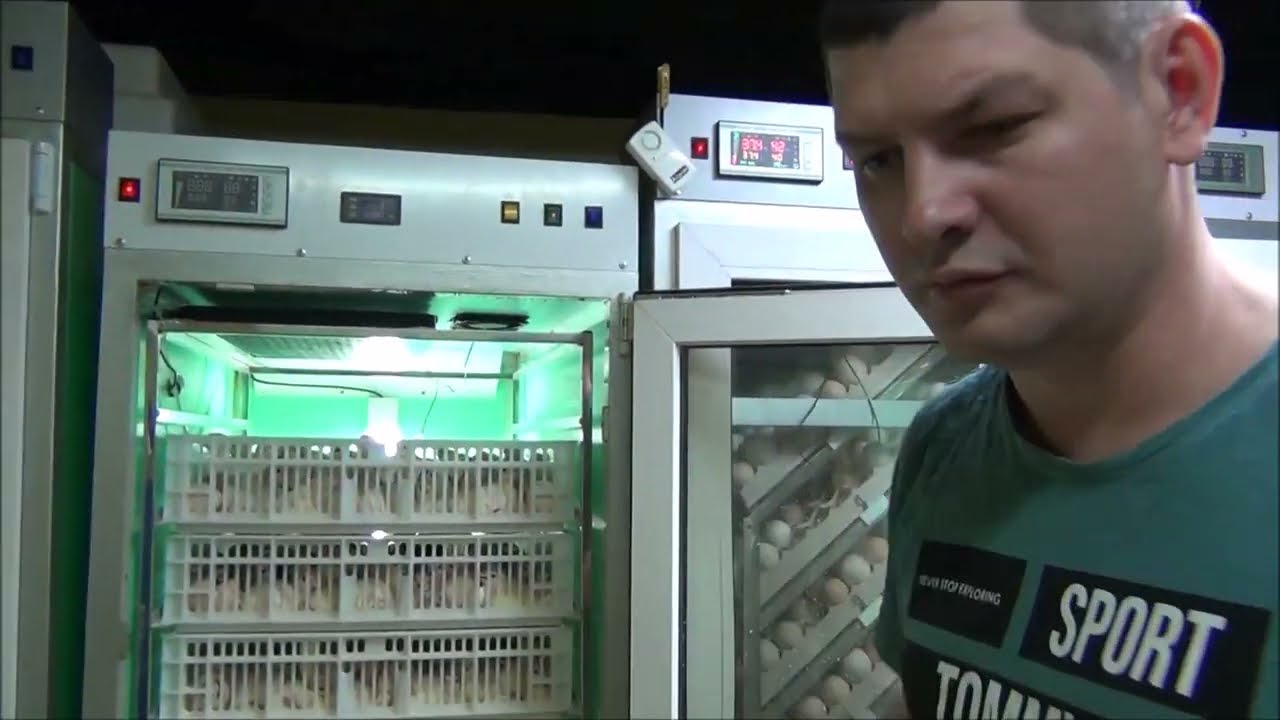 Проветривание и Охлаждение Инкубационных яиц при перегреве процесс инкубации  индюков хайбрид Канада