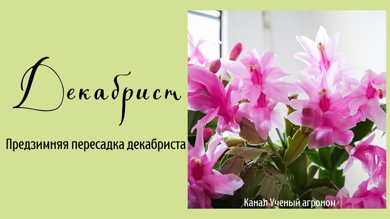 Предзимняя пересадка декабриста