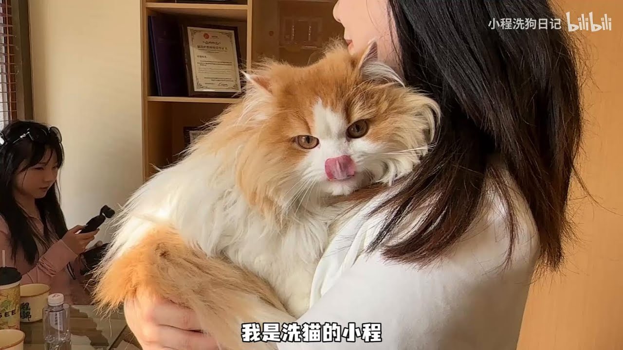 “翻新洗护一位可爱的橘加白的小猫咪 洗护过程也太配合了吧！”