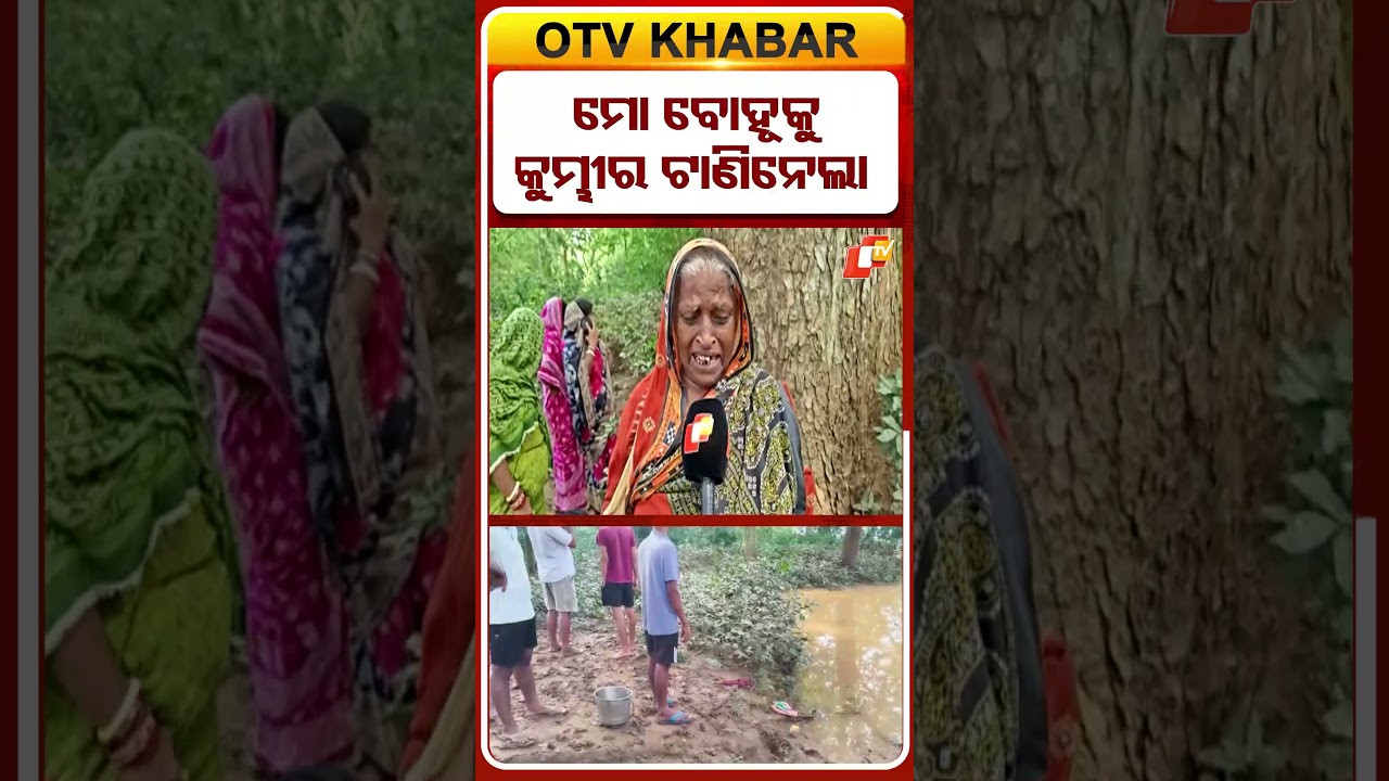 ମୋ ବୋହୂକୁ କୁମ୍ଭୀର ଟାଣିନେଲା #crocodile #kendrapara #otvshorts  #odishatv #odisha
