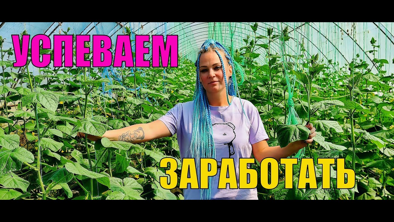 Огурцы насыпают. Уборка теплицы. Утепляем дом.