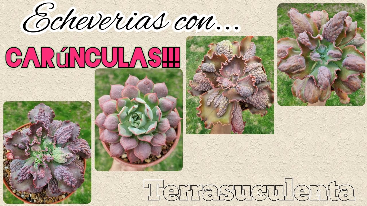Echeverias con carunculas les mostramos algunas con sus nombres #terrasuculenta #tips #suculentas