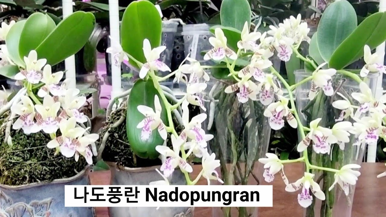 나도풍란 키울 때 가장 주의할 점과 잘 키우는 방법& 수경재배와 토양에 심었을 때 비교.