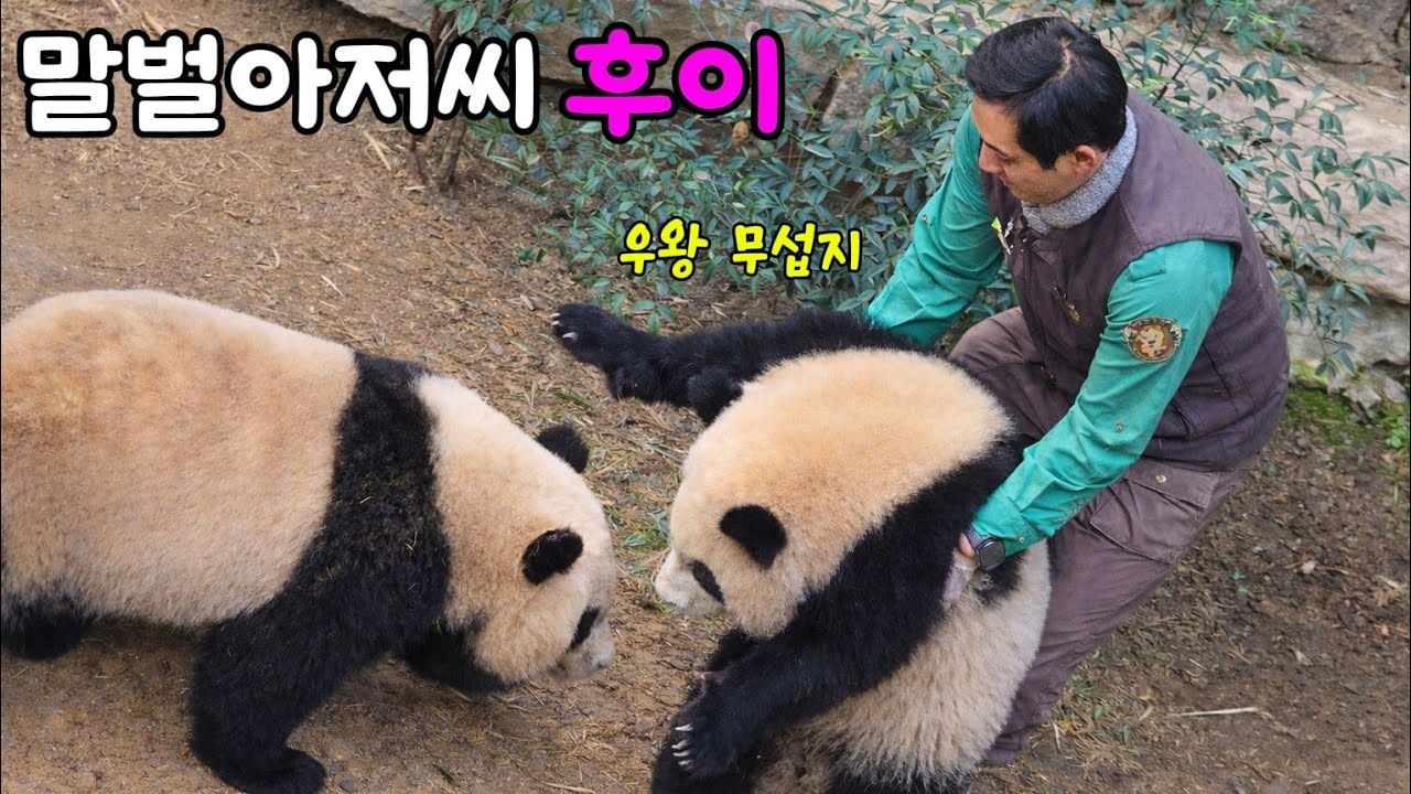 [ep.785]둥이들 안아서 퇴근 시켜주시던 송바오님♡