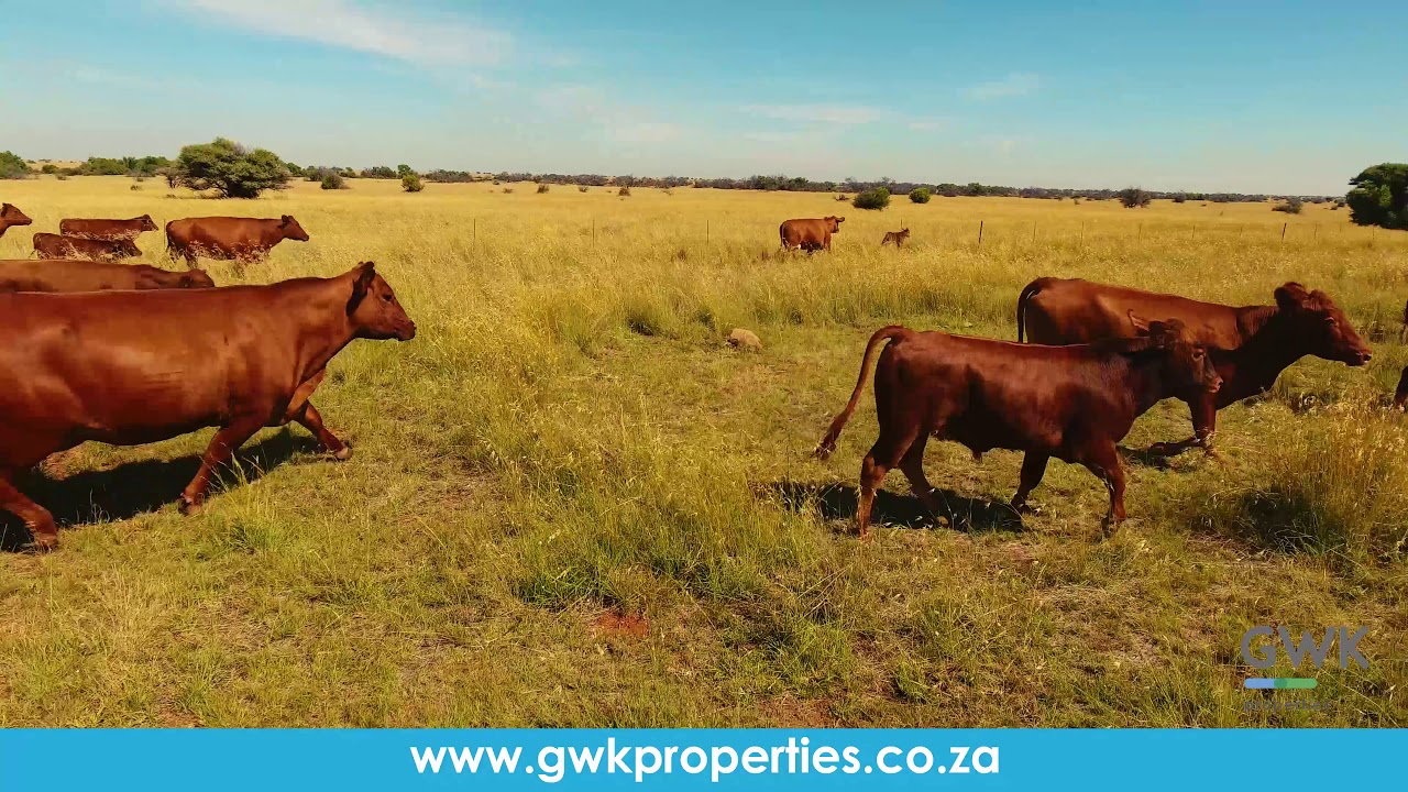 Beautiful cattle farm for sale in Boshof area - R4 700 000 - 2 title deeds