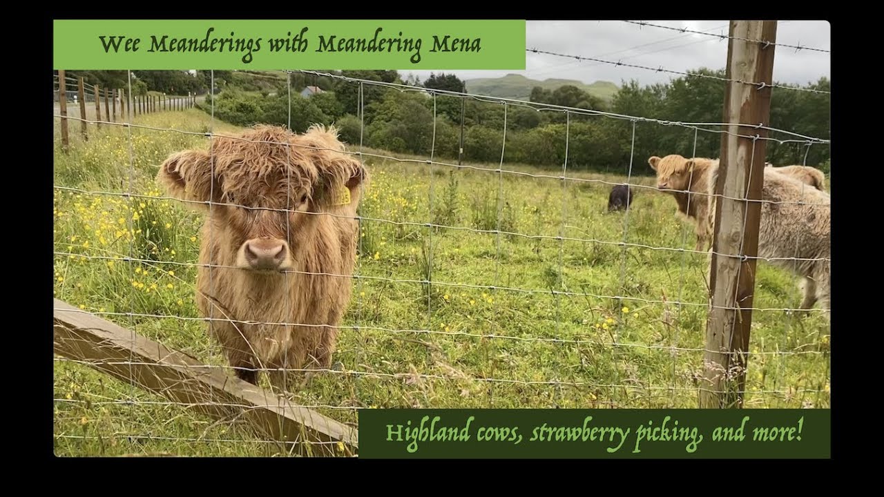 Wee Meanderings: Highland Cows and Where to Find Them!