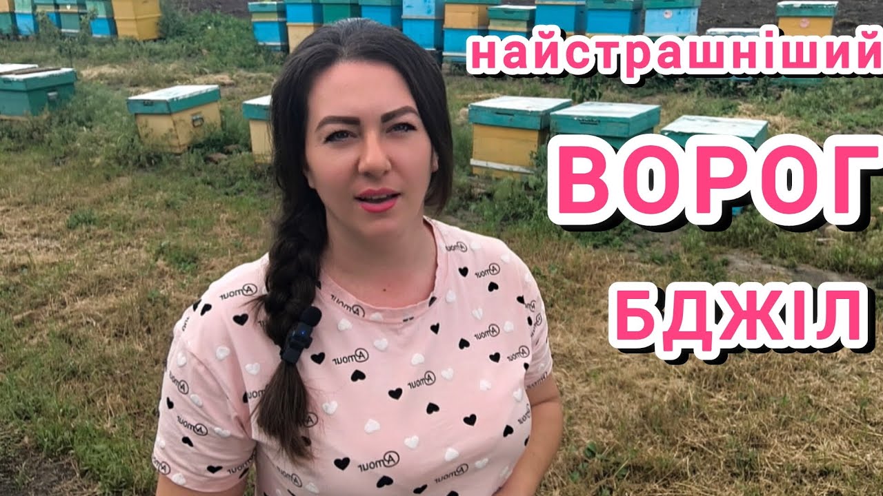 Чи потрібні проміжні обробки від кліща Варроа? Як швидко розмножується кліщ? Як та чим обробляємо ми