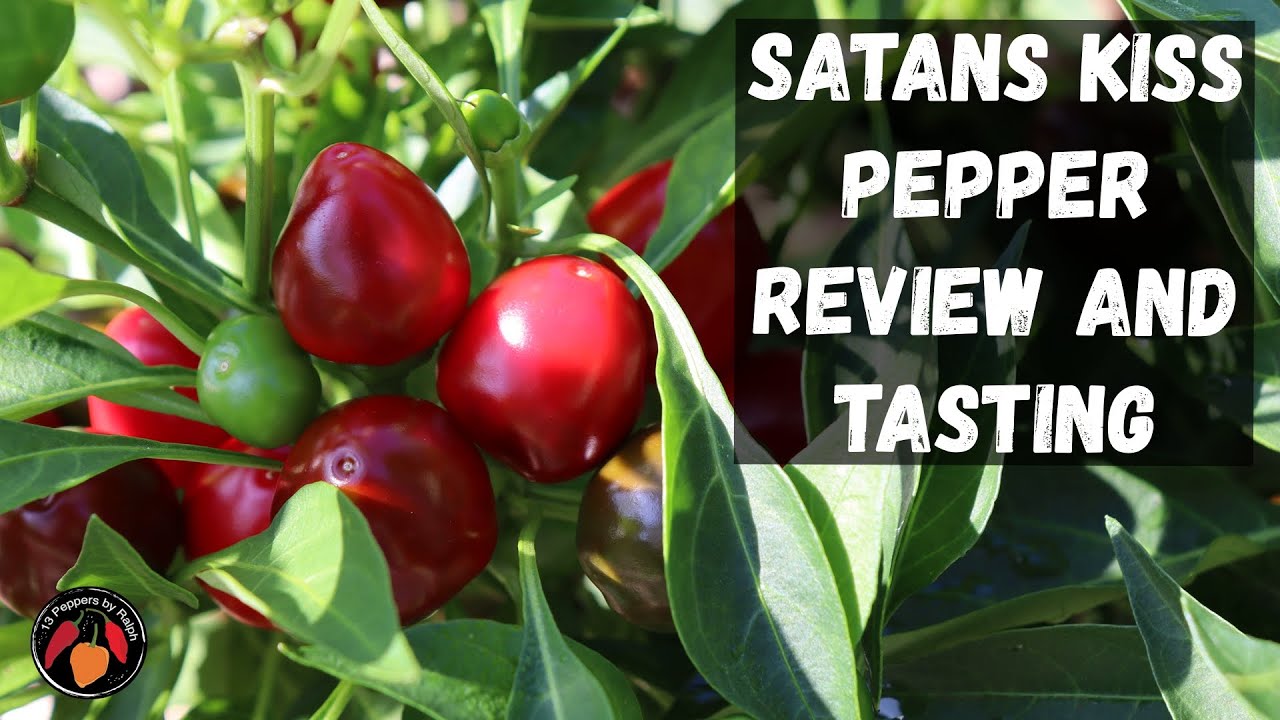 Satan's Kiss Pepper Review and Tasting