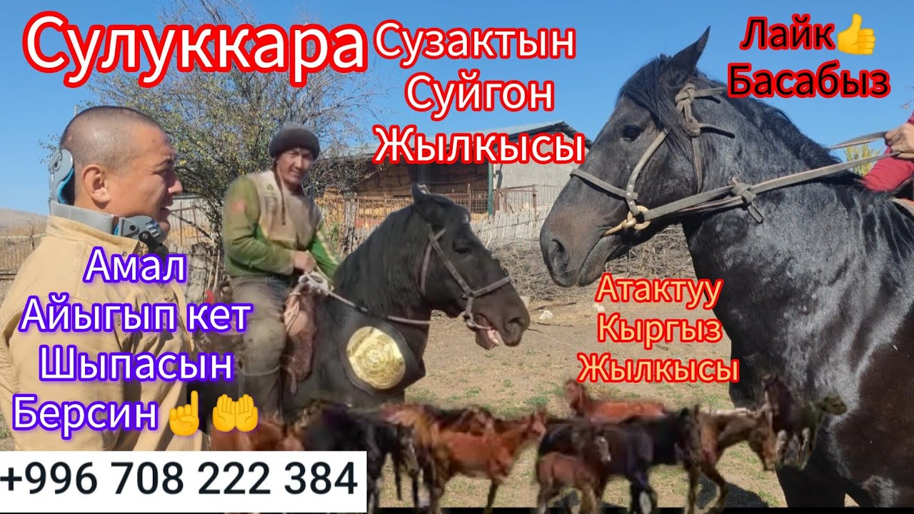 Сулуккара+996/708/222/384