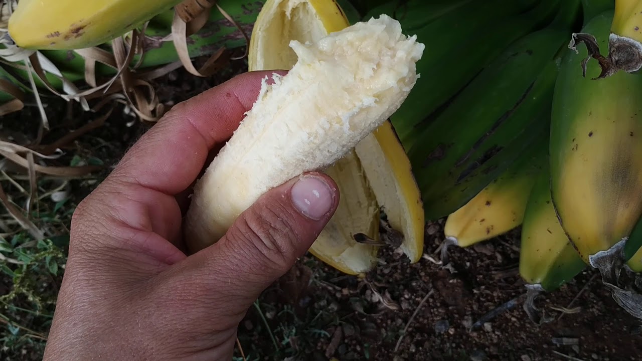 Bland Banana (Musa sp) in Tenerife