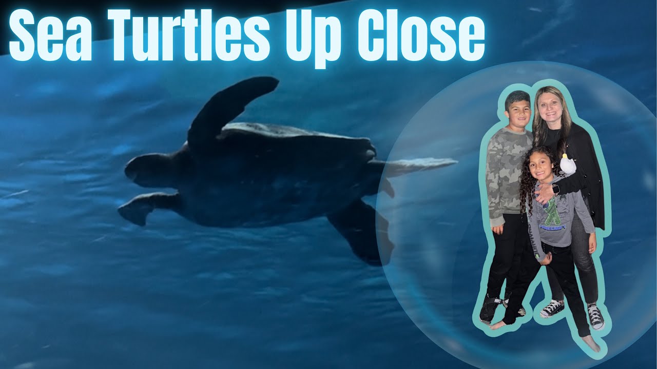 Our 1st video - Exploring Monterey Bay Aquarium!🐢 Sea Turtles Up Close |California Travel With Kids