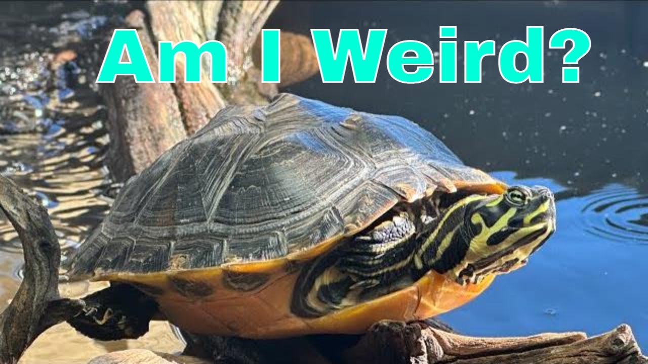 The Fascinating Behavior of Yellow Bellied Slider Turtles