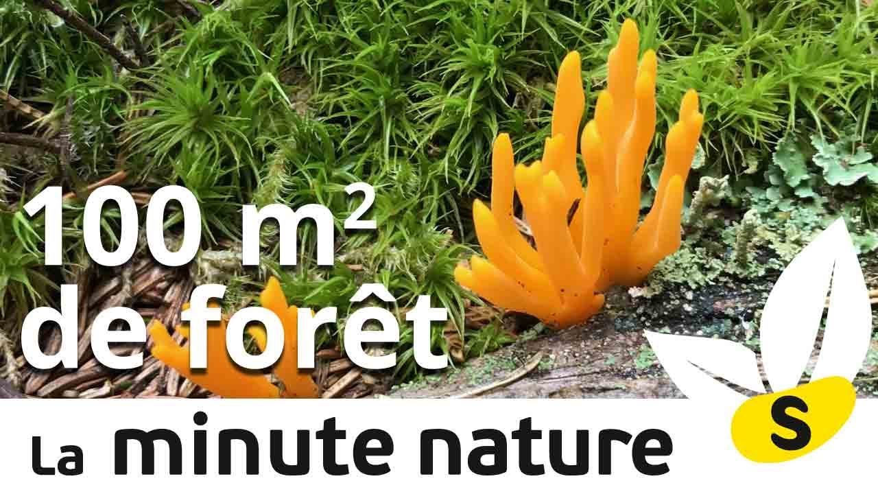 100 m2 DE FORÊT (No 112)