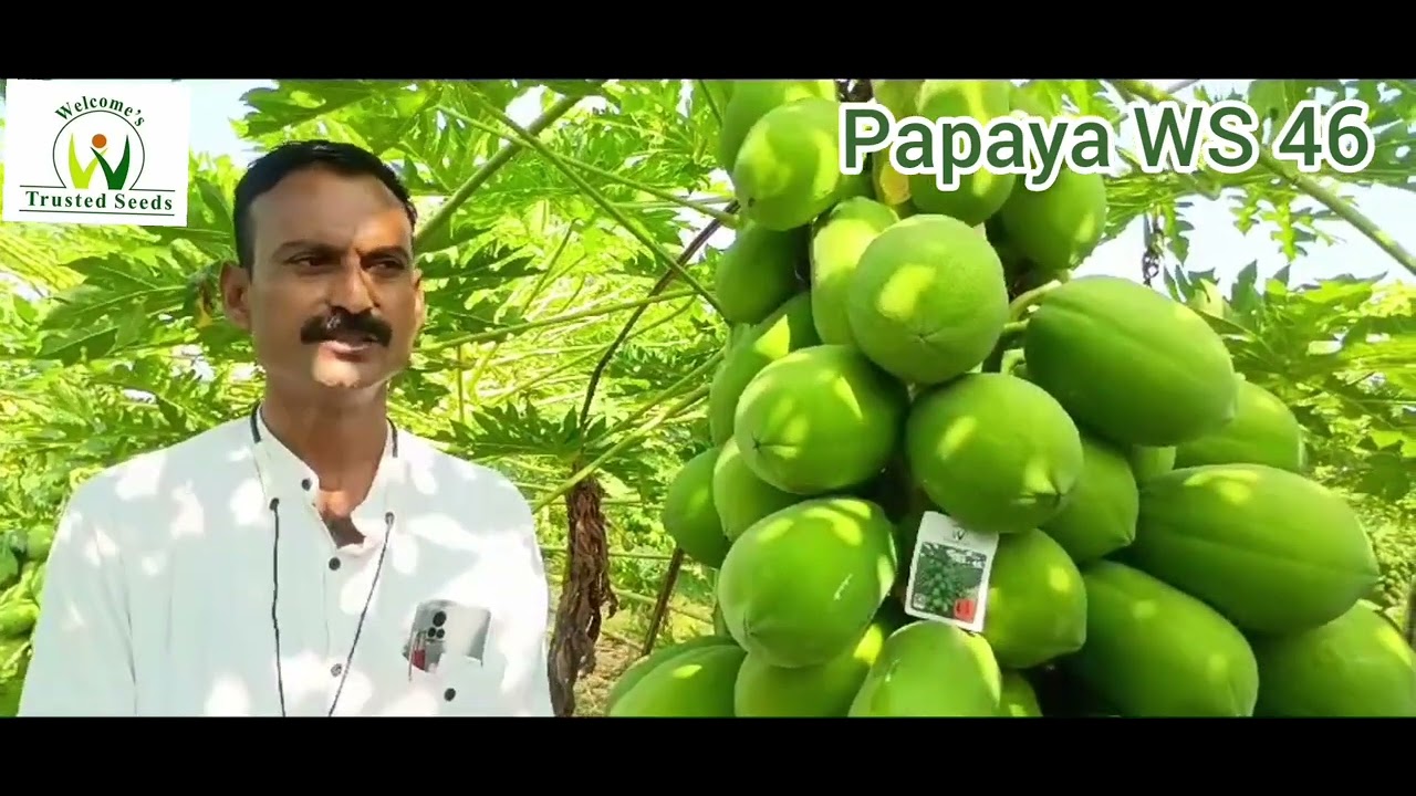 Hybrid Papaya WS 46 Dhule Maharashtra November 2024