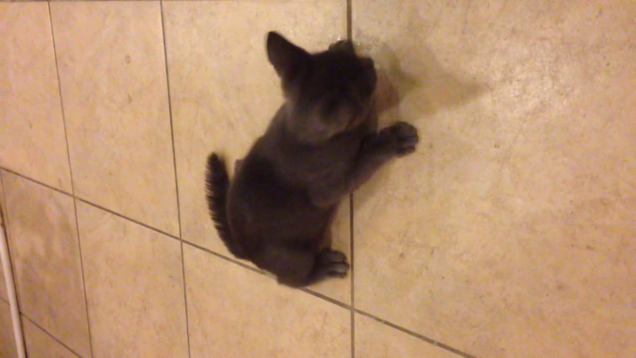 Grace Epilepsy Seizure (Cat Seizure)