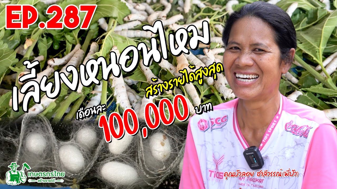 ปลูกหม่อนเลี้ยงไหม ขายฝัก สร้างรายได้หลัก 100,000 บาท/เดือน l เกษตรกรไทย สร้างรายได้ Ep287