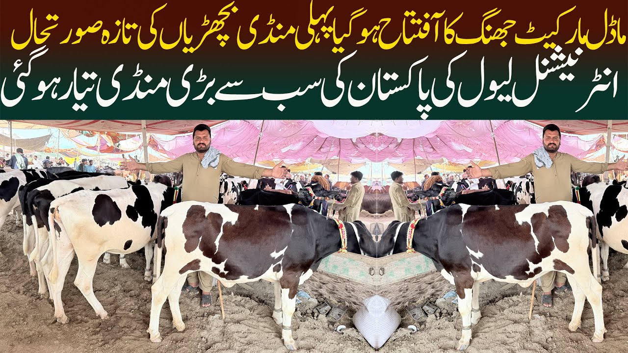 Heifers Price Update New Model Cattle Market Jhang 8 November 2025 Australian Friesian American