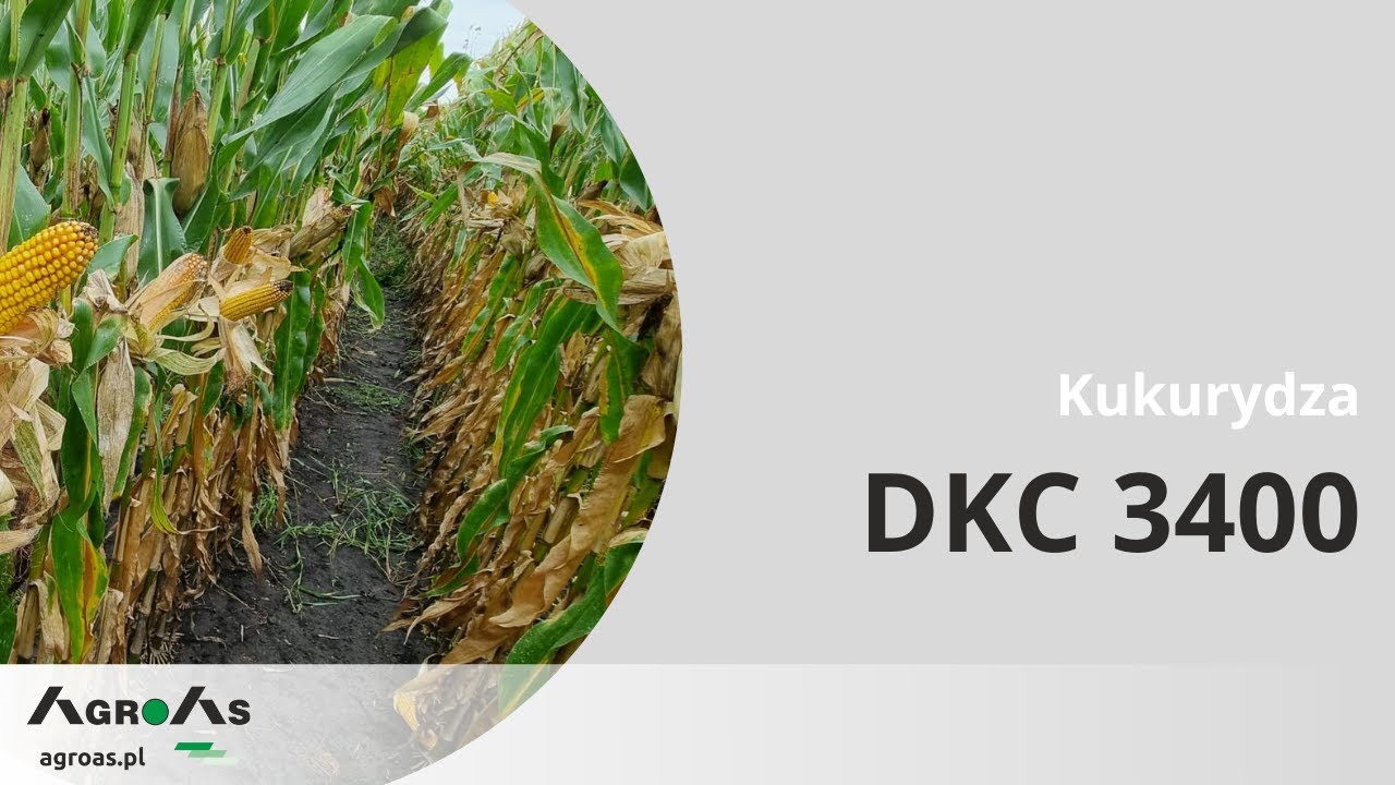 🌽 Kukurydza DKC 3400 - komentarz polowy ze Strzegomia