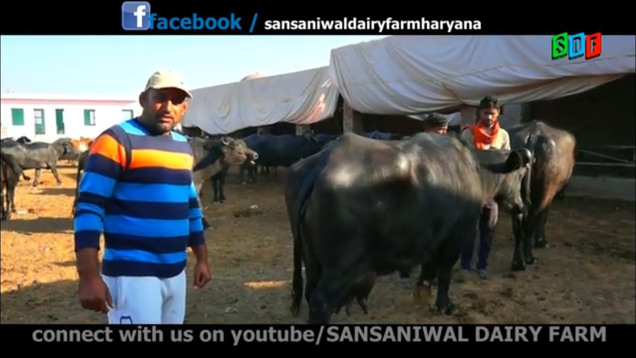 Phalwan Dairy Farm.Sanjay coach shab Umara wale. Murrah Buffalo and cow farm