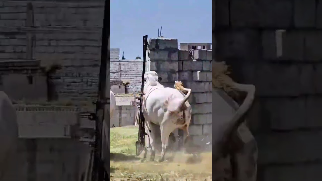 Cow mandi ||  Gain bhaag Gai ||  Fateh jangi ||  Bull run
