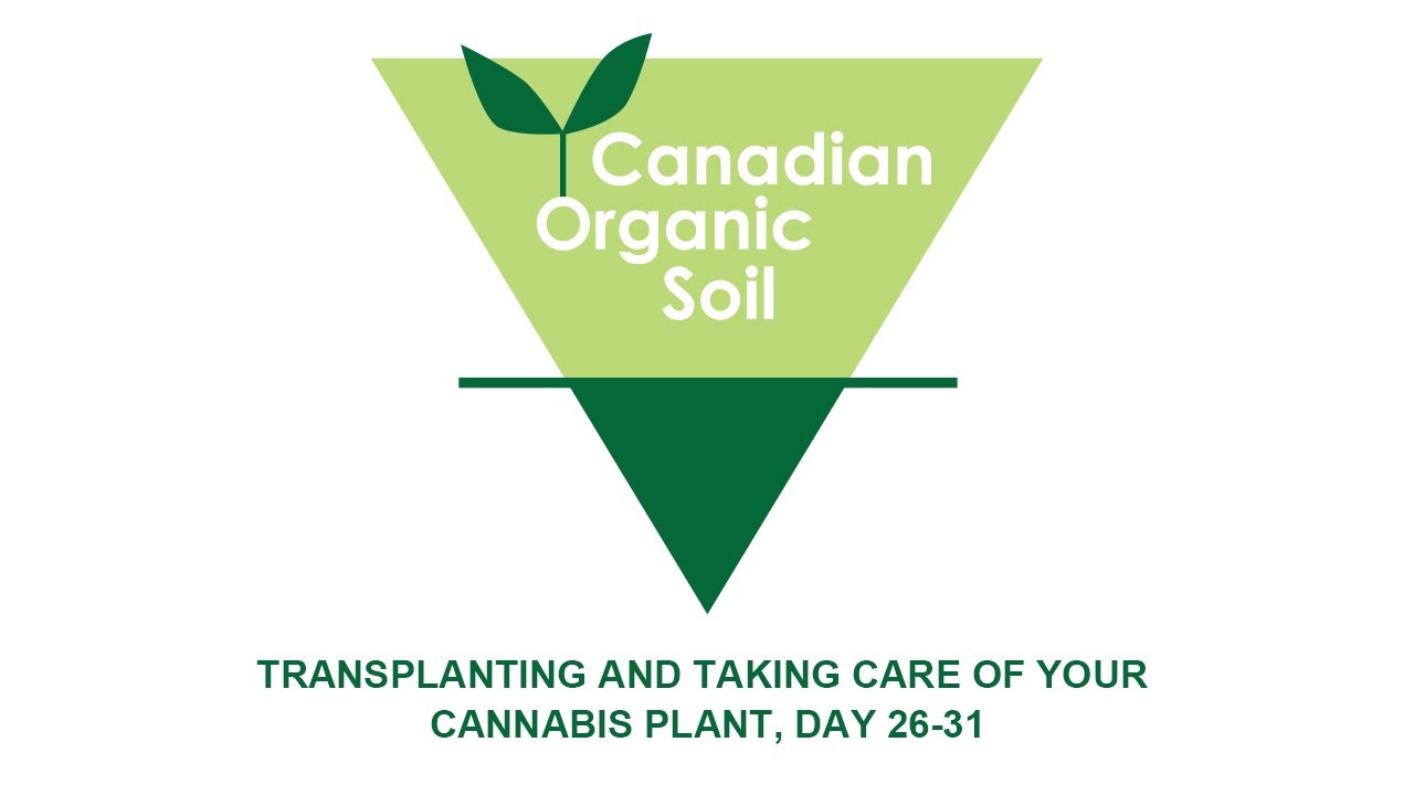 DAYS 26-31, TRANSPLANTING AND TAKING CARE OF YOUR CANNABIS PLANT