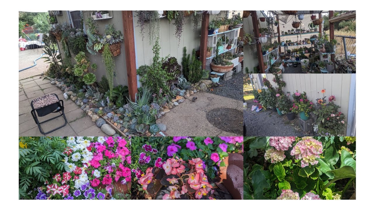 Tour por mi jardín del mes de junio  2023