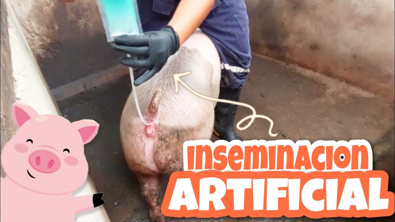 INSEMINACION de una CERDA 🐷 Aprende a realizarla Tú mism@ 🐷🐷🤠🐷🐷🐷