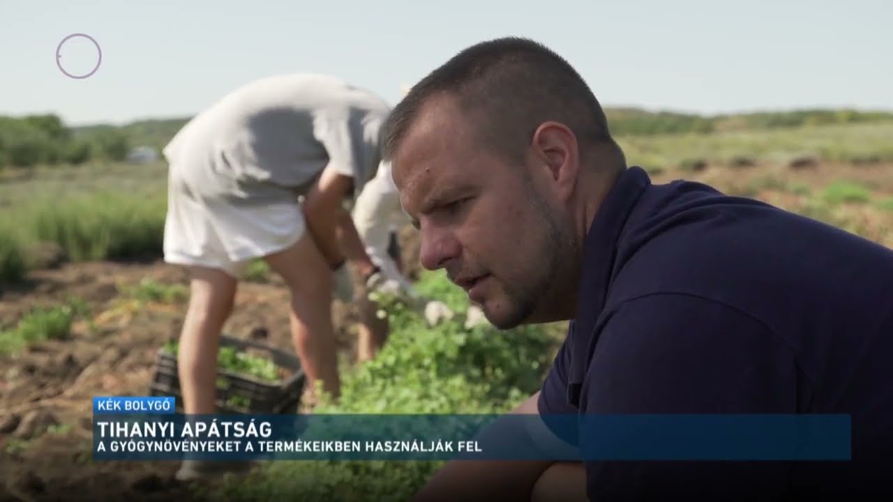 Öt esztendeje indult újra a levendulatermesztés a Tihanyi Apátság földjén