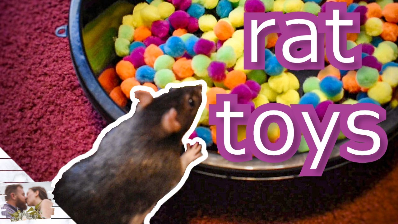MORE Dollar Store Rat Toys & Cage Accessories!