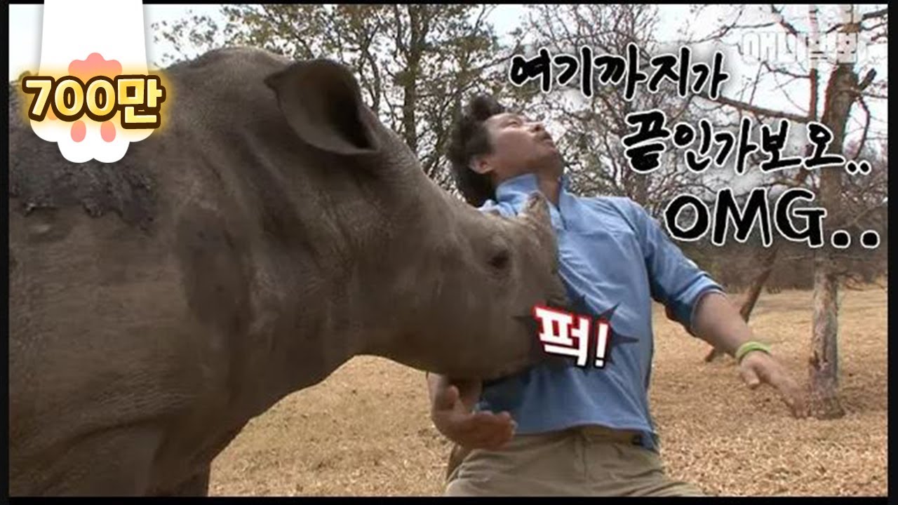 Человек, пораженный младенцем, носорогом заканчивается, как ...