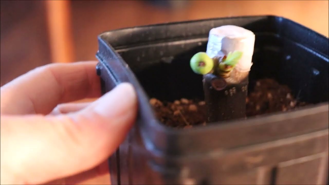 How to Root Fig Cuttings - Day 36