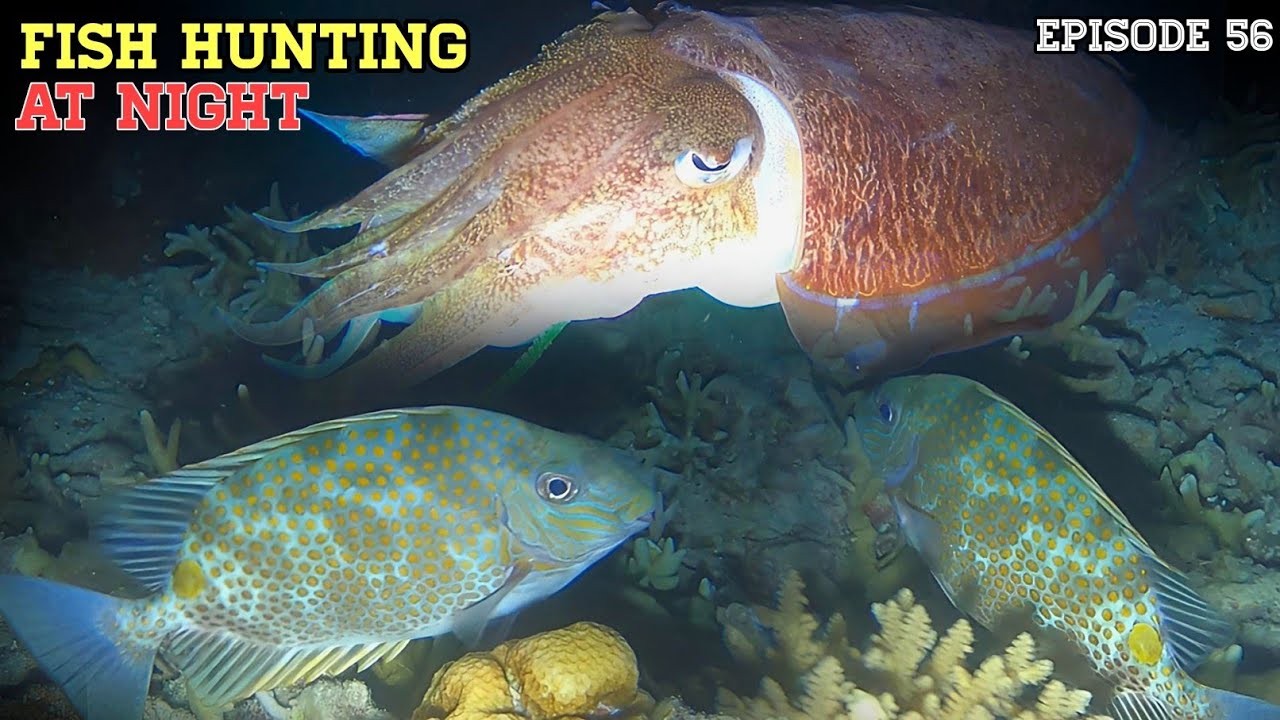 NIGHT SPEARFISHING EPISODE 56 | FISH HUNTING AT NIGHT