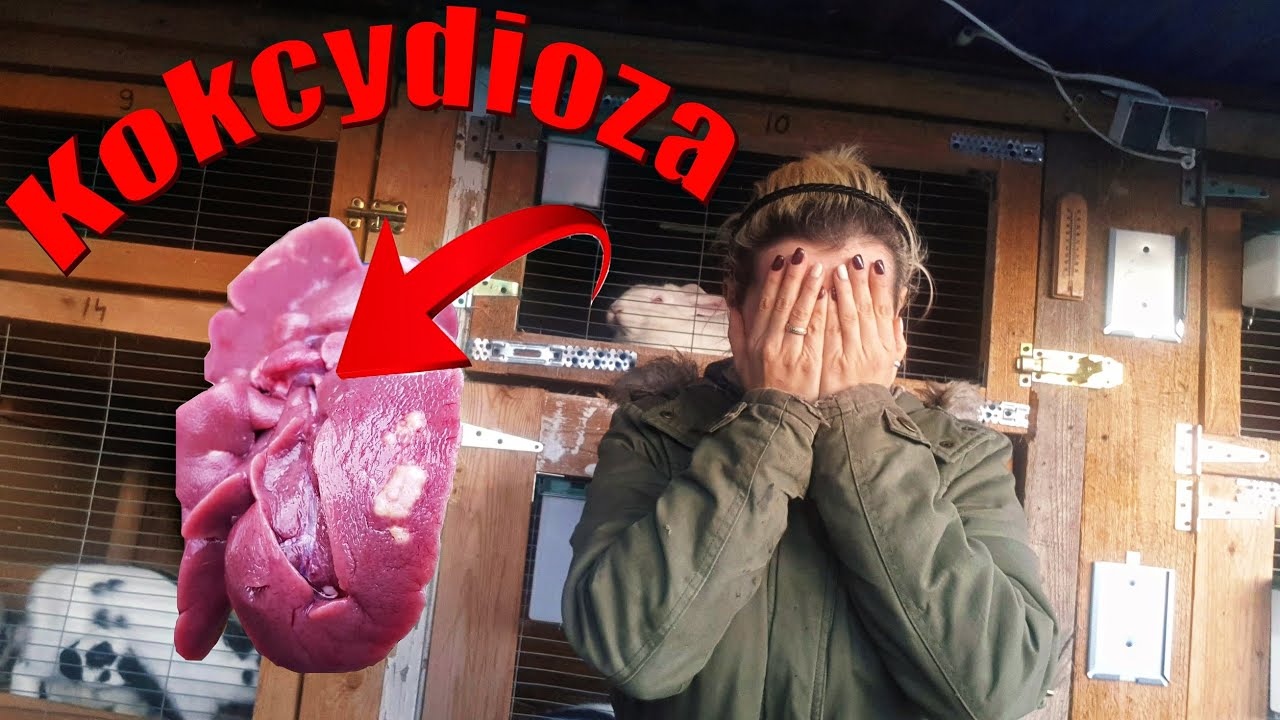 Kokcydioza w hodowli ! 🙉