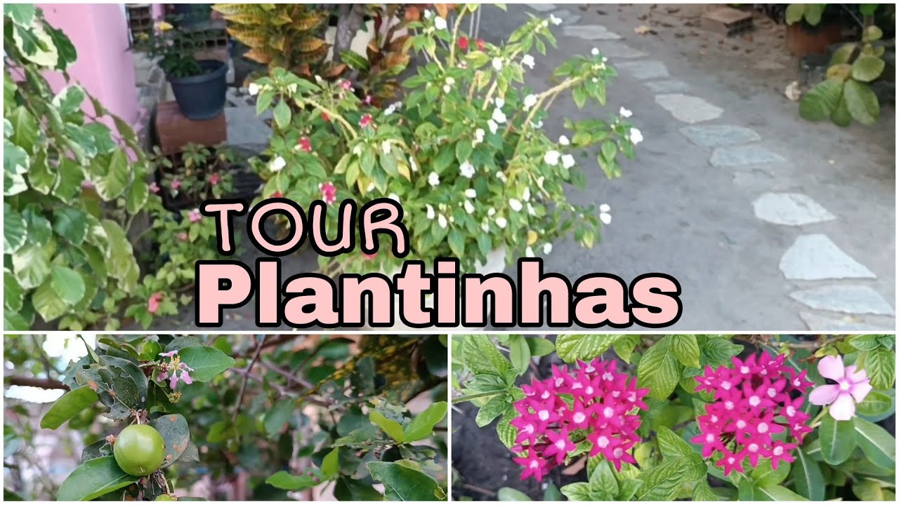 TOUR PELAS MINHAS PLANTAS 🌸🌼